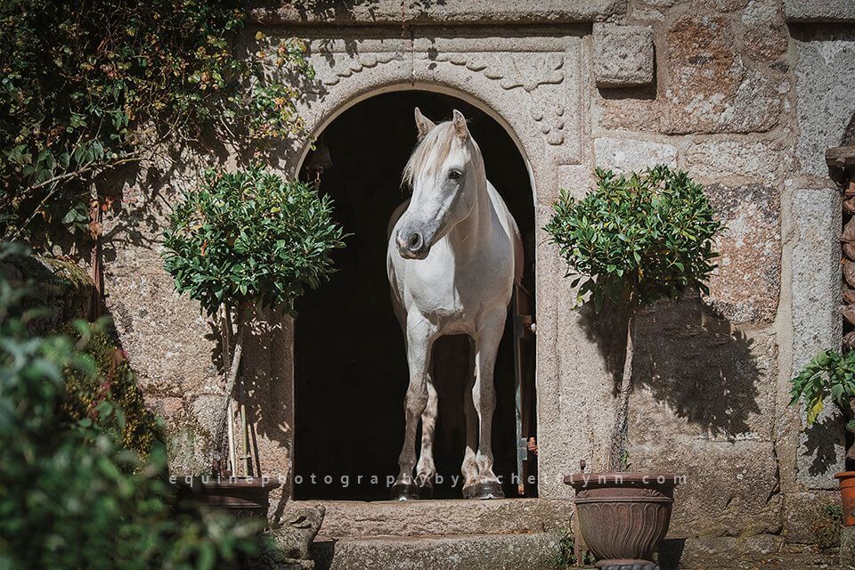 Equine Photography by Rachel Flynn